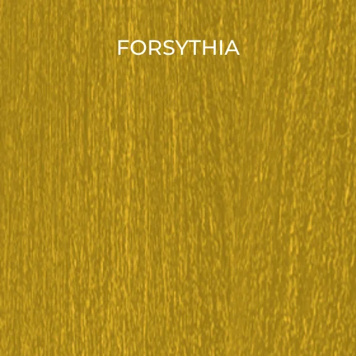 FORSYTHIA / 1 Pack