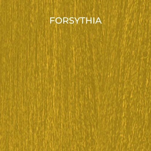 FORSYTHIA